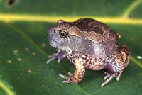 : Glyphoglossus molossus