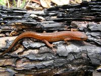 : Notophthalmus perstriatus; Striped Newt