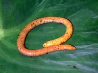 : Schistometopum thomense; Sao Tome Caecilian