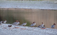 : Mergus merganser; Common Merganser