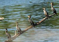 : Phalacrocorax auritus; Double-crested Cormorant