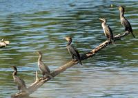 : Phalacrocorax auritus; Double-crested Cormorant