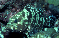 : Epinephelus fuscogutattus; Brown-marbled Grouper