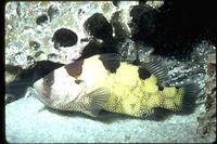 : Pogonoperca punctata; Bearded Soapfish