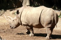 : Ceratotherium simum simum; Southern White Rhinoceros