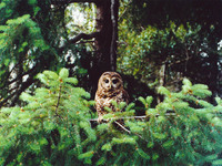 : Strix occidentalis caurina; Northern Spotted Owl