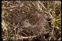 : Toxostoma lecontei; LeConte Thrasher