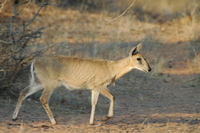 : Sylvicapra grimmia grimmia; Common Grey Duiker