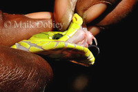 : Dendroaspis angusticeps; Eastern Green Mamba