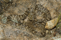 : Trimorphodon biscutatus lambda; Sonoran Lyre Snake