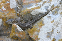 : Xantusia riversiana; Island Night Lizard