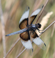 : Libellula luctuosa; Widow Skimmer