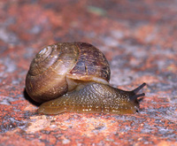 : Anguispira kochi; Banded Globe