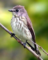 제비딱새 Muscicapa griseisticta | gray-spotted flycatcher