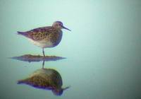 Pectoral Sandpiper - July and August 2006 - Ebro Delta