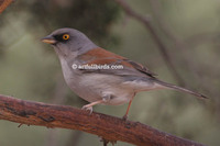 Guadalupe Junco Junco insularis