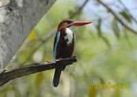 Photo of ledňáček hnědohlavý, Halcyon smyrnensis, White-throated Kingfisher, Braun Liest