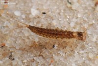 Dytiscidae Foto/billede af