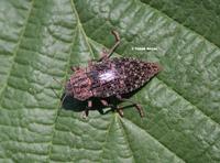 Dicerca alni