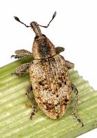 Hypera rumicis