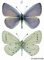 Celastrina argiolus - Lorquins Blue