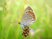 Lycaena alciphron - Purple-shot Copper