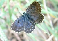 Scolitantides orion - Chequered Blue