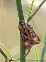 Agrotis vestigialis - Archer's Dart