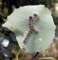 Phalera bucephala - Buff-tip