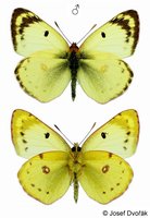Colias hyale - Pale Clouded Yellow