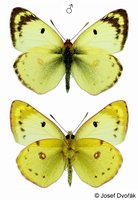 Colias hyale - Pale Clouded Yellow