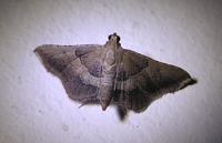 Endotricha flammealis