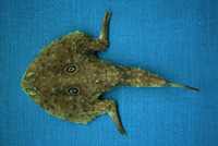 Zalieutes elater, Roundel batfish: fisheries