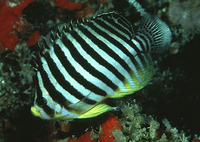Centropyge multifasciata, Barred angelfish: aquarium