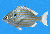 Archosargus pourtalesii, Blackspot porgy: