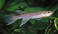 Aphyosemion cameronense, Cameroon killi: aquarium