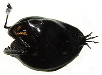 Chaenophryne longiceps, Can-opener smoothdream: