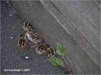 Valley Quail Chicks