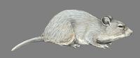 Image of: Abrocoma cinerea (ashy chinchilla rat)