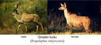 Image of: Tragelaphus strepsiceros (greater kudu)