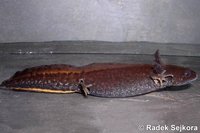 Triturus dobrogicus macrosomus