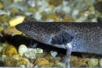 Image of: Siren lacertina (greater siren)