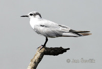 Sterna nilotica - Gull-billed Tern