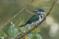 Chloroceryle amazona - Amazon Kingfisher