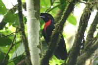 Cephalopterus glabricollis - Bare-necked Umbrellabird