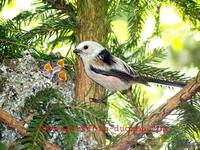 Aegithalos caudatus - Long-tailed Tit