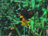 Image of: Speyeria