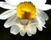 Image of: Misumena vatia (flower spider)