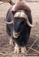 Ovibos moschatus - Musk Ox