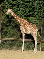 Giraffa camelopardalis reticulata - Reticulated Giraffe